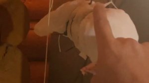 Уральских хамон из косули. Пробное видео