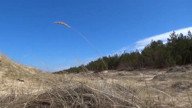 Володя кормит ручную ворону. Пляж в Вецаки. смотреть онлайн