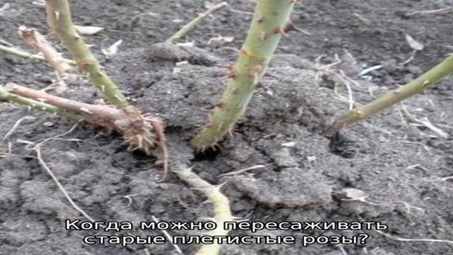 Когда пересаживать розы с одного места на другое смотреть онлайн