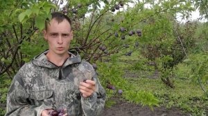 Слива "Синильга"