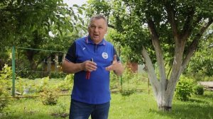 Новая жизнь яблони. Год третий. Продолжаем формирование кроны