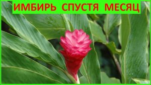 ✅ИМБИРЬ - МЕСЯЦ СПУСТЯ, ЧТО ВЫРОСЛО❓