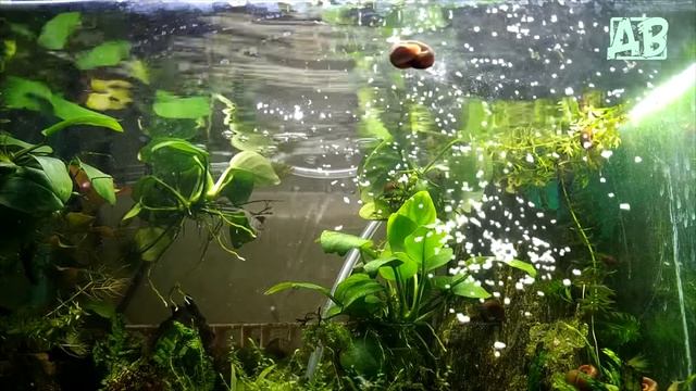 Простой и дешевый корм для аквариумных рыбок своими руками! FISH FOOD! смотреть онлайн