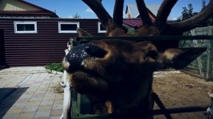 Экскурсия на зоопитомник в Белокурихе.