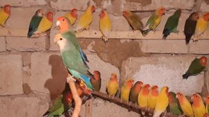 попугаи неразлучники // секреты разведения 1 часть из  3... lovebirds parrots // breeding secrets