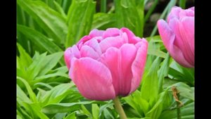 Nahaufnahmen Nikon Coolpix P 610