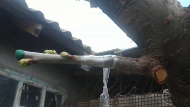 Результат прививки! Черешня, яблоня,персик. смотреть онлайн