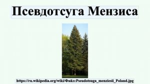 Псевдотсуга Мензиса