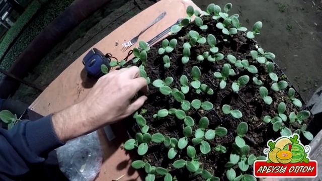 Процес прививки арбуза на тыкву 07 05 2015 смотреть онлайн