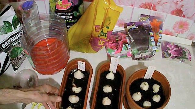 выгонка луковичных.тюльпаны. смотреть онлайн