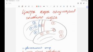 Центры коры полушарий головного мозга. Организация коры.