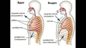 Фонационное или диафрагмальное дыхание