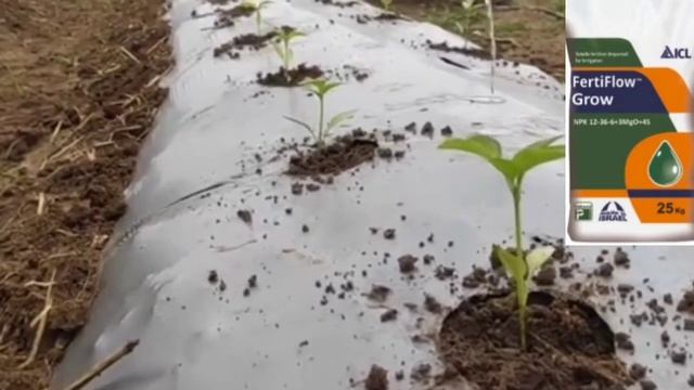 ICL NPK 12-36-6+3MgO+4S FERTILIZER | icl fertilizer | icl Fertiflow grow