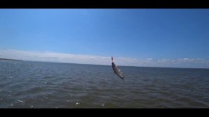 Рыбалка, Сахалин 2021. Посетили Nabil Bay и поймали огромного Тайменя на севере в заливе Набиль