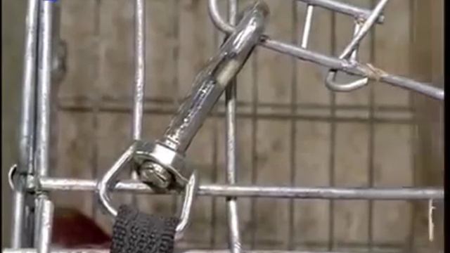 День бездомных животных – напоминание о человеческой ответственности смотреть онлайн