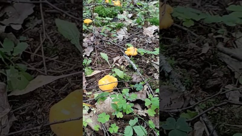 С Темным Эльфом в деревне / Лисички #darkelf #village #деревня #camping #mushroom