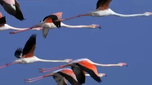 ФЛАМИНГО ПТИЦА УТРЕННЕЙ ЗАРИ смотреть онлайн