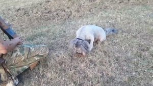 Охота с пуделем на перепелок