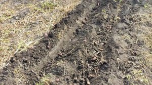 8 августа копаем и сажаем картошку одновременно