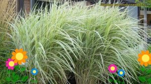Мискантус китайский Вариегата. Краткий обзор, описание характеристик miscanthus sinensis Variegatus