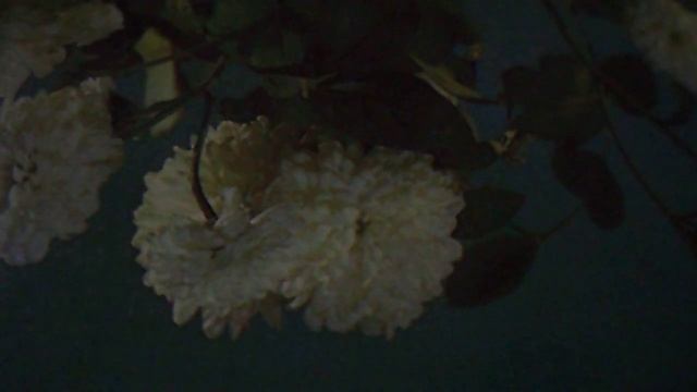 Летний вечер(будет снится нам(Цветы(наброски) смотреть онлайн