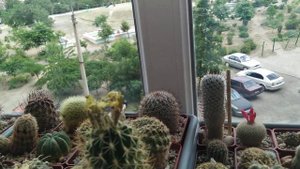 Полив кактусов при комнатном содержании.Важные составляющие  ухода.Оговорка- полив от 4 июня.