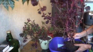 Комнатные цветы/Ирезине/Режем корни и верхушки/Быть или не быть растению дома