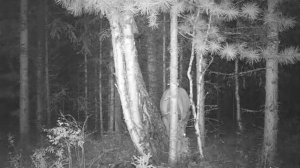 Животные в дикой природе 7