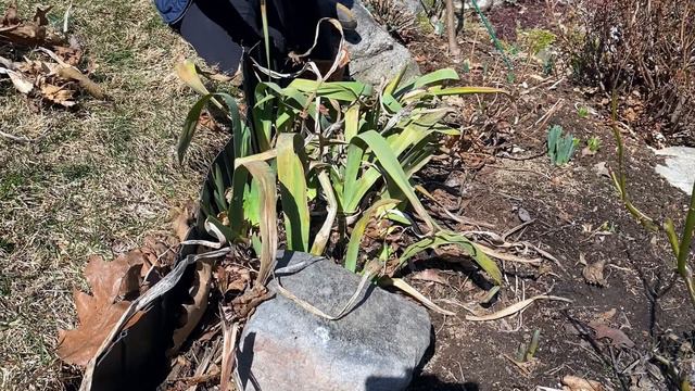 🍂✂️🌿Spring Garden Pruning - Sedum, Bearded Iris, Hardy Hibiscus, Sage, Hellebore + More! смотреть онлайн