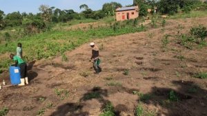 KALITUNSI / EUCALYPTUS TREE GROWING IN UGANDA ?? #farming #eucalyptus