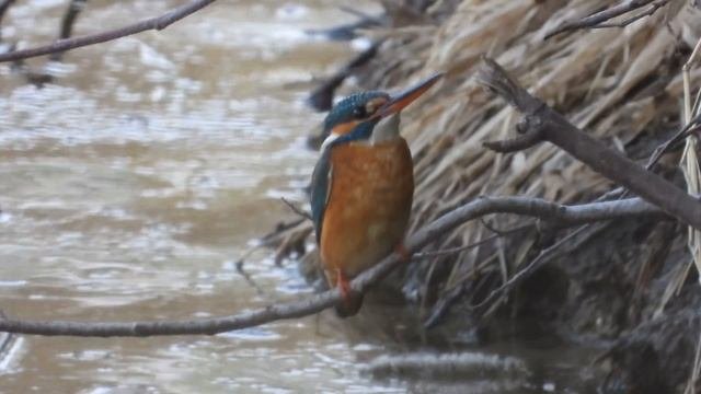 Зимородок обыкновенный (Alcedo Atthis) на берегу Лесного пруда в Заречном 30/04/2021.