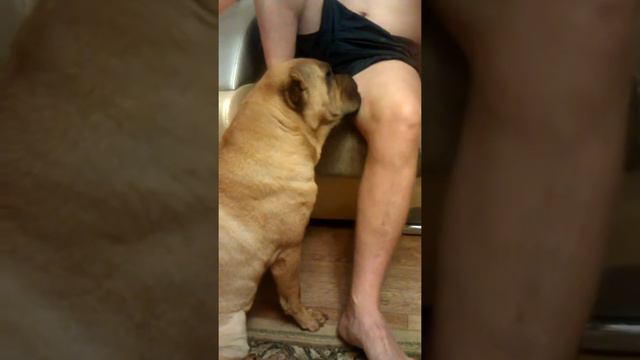 Любовь шарпея к хозяину:) смотреть онлайн