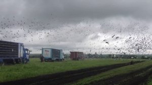 Выпуск спортивных голубей