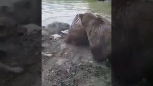 Медведи против волков (сибирь)