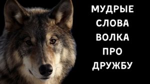 Притча о Дружбе - Мудрая Притча От Вожака Стаи Про Дружбу и Друзей
