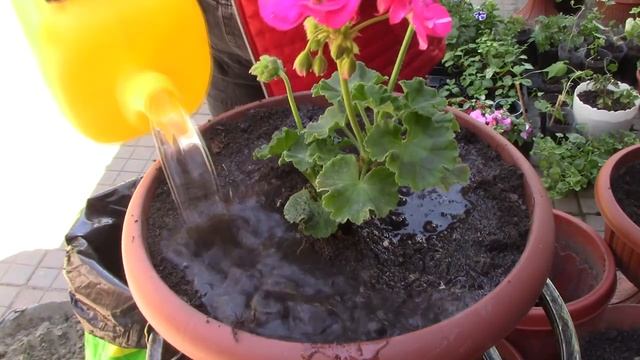 Цветы в кашпо#цветы #сад #кашпо  #рассада #петуния #садоводство #цветоводство #дача