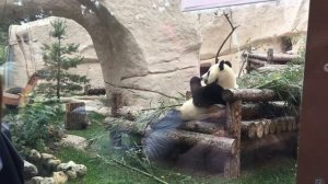 Привет панда! #Panda #панда #Зоопарк #Москва #zoo #Moscow