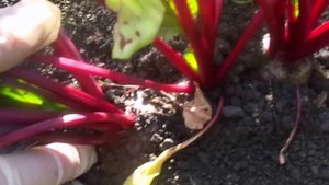 Ранний урожай свеклы. Выращивание и уход за овощами на своем приусадебном участке.