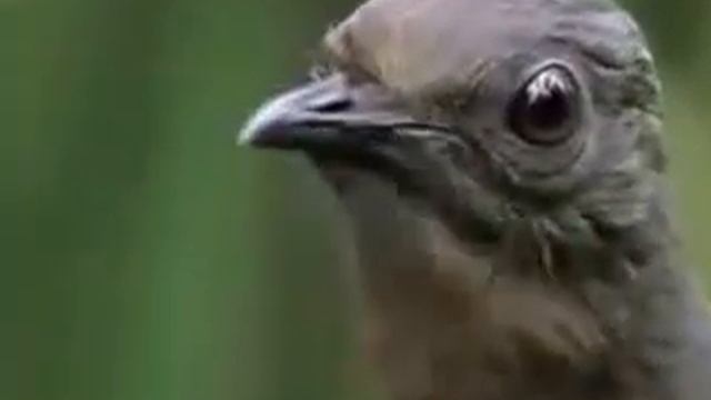 Говорящие павлины живут в Австралии. смотреть онлайн