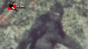 Реальное видео снежного человека  сделанное Roger Patterson в 1967г.Roger Patterson Bigfoot Footage