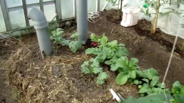 Навозная печь в теплице Огурцы уже едим Сельское подворье на Урале смотреть онлайн