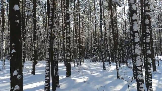 ASMR I АСМР 4К I Прогулка  по лесу I Сладкий Сон под Звуки Природы!
