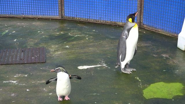 Невероятно интересные пингвины - Edinburgh Zoo, часть 1 смотреть онлайн
