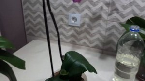 Витаминный коктейль для орхидей