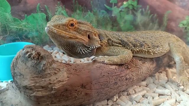 Где я была?! Ящерица? Мир пауков?! Пауки?! смотреть онлайн