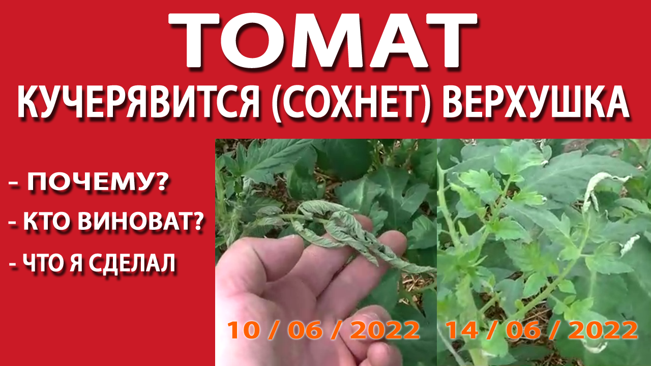 Кучерявятся верхушки у томатов. КУЧЕРЯВЯТСЯ верхушки томатов. Жирование томатов. Почему верхушка томатов кучерявится. Почему кудрявятся верхушки у томатов.