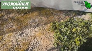 Успейте, пока ЖАРА! Быстрое уничтожение сорняков без прополки и обработок! Это реально работает!