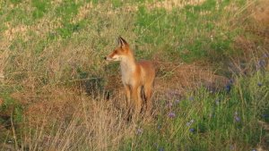 На заре. Заяц выбивает дробь. Лиса охотится. А фазан остался без хвоста