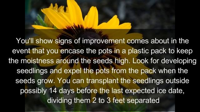 How To Growing Rudbeckia Hirta | Black Eyed Susans смотреть онлайн