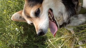 Влог💫/прогулка с собакой🐶/#влог #собака #прогулка